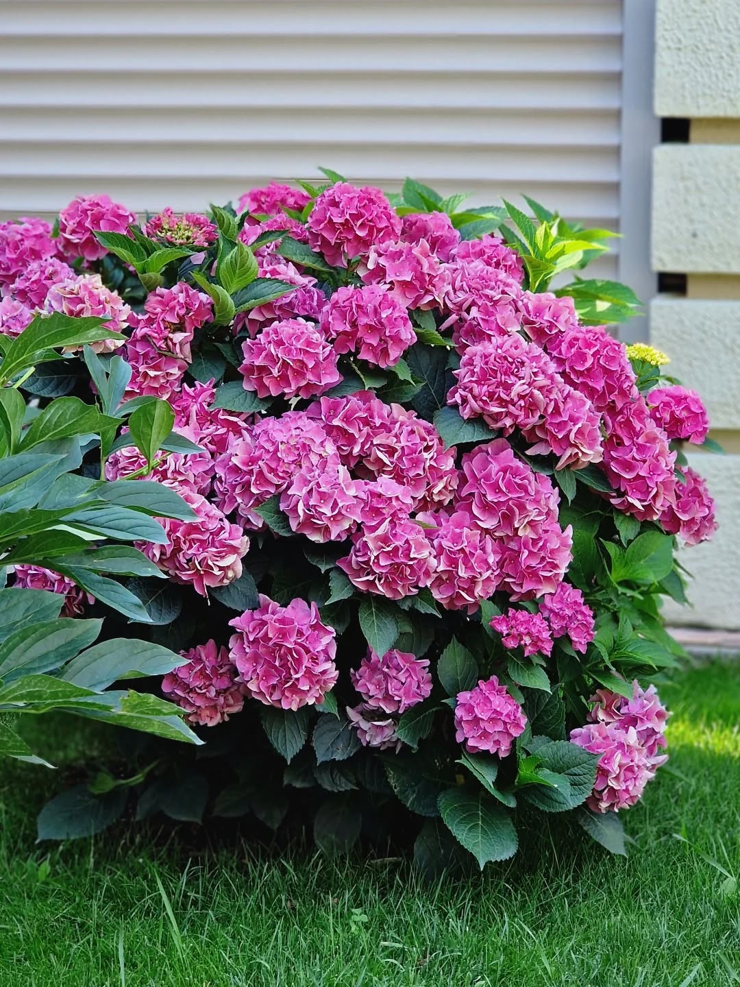 Прекрасная Гортензия у наших клиентов растёт уже несколько лет🙂 словно фото с пинтерест)))
🌸 Гортензия крупнолистная (Hydrangea macrophylla) — королева летнего сада. Её пышные шапки розовых или синих соцветий (в зависимости от уровня кислотности почвы) превращают участок в цветущий оазис.
🌱 Условия выращивания: любит полутень, влажную и кислую почву, требует регулярного полива и укрытия на зиму.
🏡 В ландшафте: прекрасно смотрится у дома, в сочетании с хвойными или теневыносливыми многолетниками. Можно высаживать как солитер на газоне или в композициях с другими декоративными кустарниками.
#ЛандшафтАлматы
#ЛандшафтныйДизайнерАлматы
#ЛандшафтныйДизайнАлматы
#АлматыЛандшафт #АлматыЛандшафтныйДизайн #КакПосадитьСадвАлматы
#СадовникАлматы
#СадовникиАлматы #АлматыСадовники #АлматыСадовник
#КонсультацииПоУходуЗаСадом
#УходЗаСадомВАлматы #УходЗаРастениямиВАлматы
#АлматыУходаСадом #УходЗаРастениямиалматы#ГазонАлматы
#АлматыГазон
#АлматыПосадкаГазона #ПосадкаГазонаАлматы #ОзеленениеАлматы #АлматыОзеленение
#гортензиивалматы
#укладкагазона
#ПосадкаГазонаАлматы