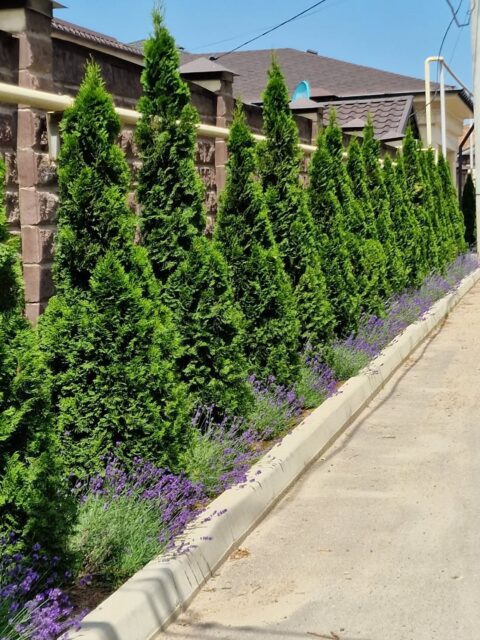 Посадки вдоль забора со стороны улицы, сделанные 2 года назад.
Туя западная смарагд и лаванда.
#ЛандшафтАлматы
#ЛандшафтныйДизайнерАлматы
#ЛандшафтныйДизайнАлматы
#АлматыЛандшафт
#АлматыЛандшафтныйДизайн
#СадовникАлматы
#СадовникиАлматы
#АлматыСадовники
#АлматыСадовник
#КонсультацииПоУходуЗаСадом
#УходЗаСадомВАлматы
#УходЗаРастениямиВАлматы
#АлматыУходаСадом
#ГазонАлматы
#АлматыГазон
#АлматыПосадкаГазона
#укладкагазонавалматы
#посевгазонавалматы
#ОзеленениеАлматы
#АлматыОзеленение
#озеленениевАлматы
#автополиввАлматы
#автополивАлматы