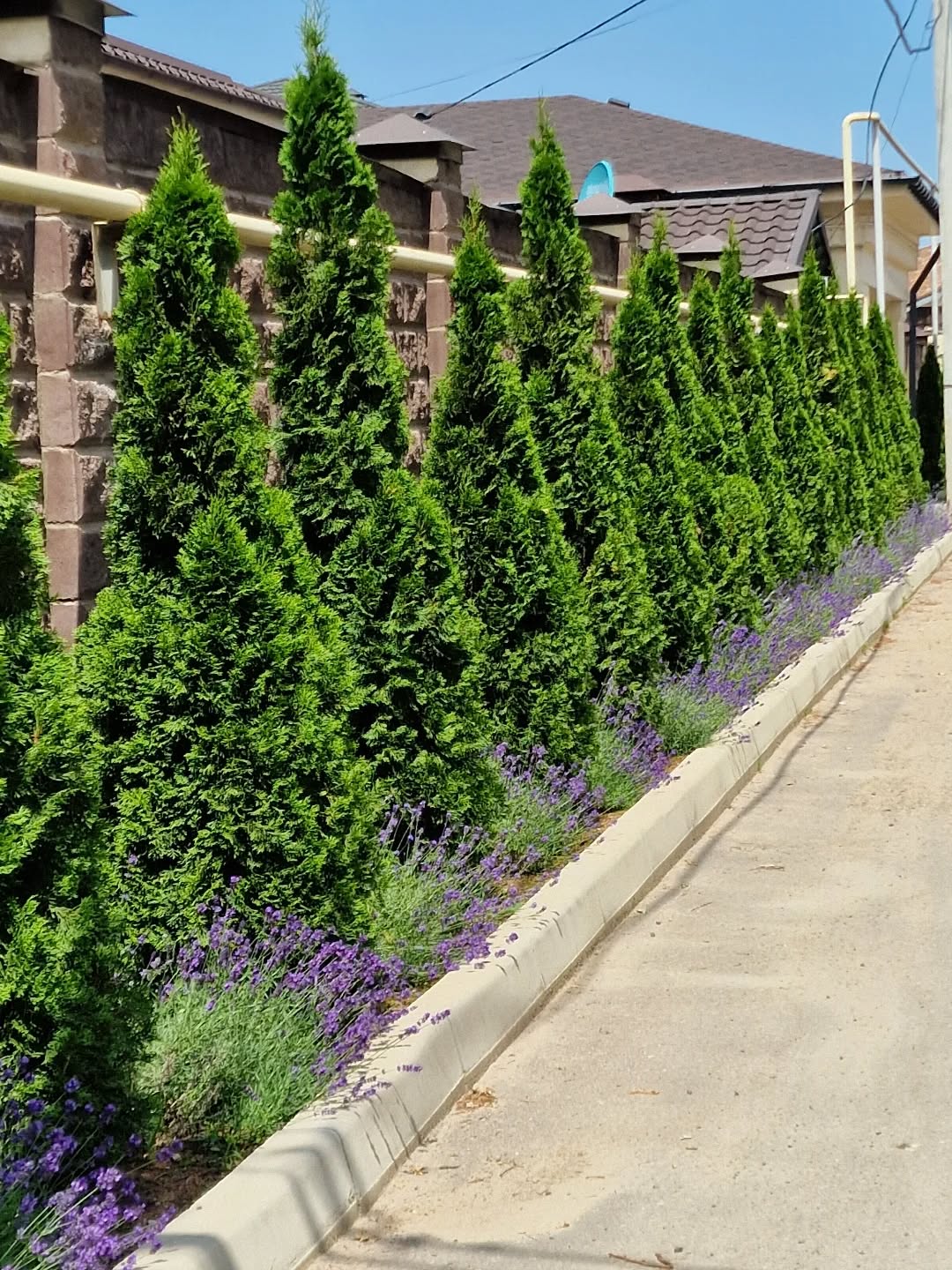 Посадки вдоль забора со стороны улицы, сделанные 2 года назад.
Туя западная смарагд и лаванда.
#ЛандшафтАлматы
#ЛандшафтныйДизайнерАлматы
#ЛандшафтныйДизайнАлматы
#АлматыЛандшафт
#АлматыЛандшафтныйДизайн
#СадовникАлматы
#СадовникиАлматы
#АлматыСадовники
#АлматыСадовник
#КонсультацииПоУходуЗаСадом
#УходЗаСадомВАлматы
#УходЗаРастениямиВАлматы
#АлматыУходаСадом
#ГазонАлматы
#АлматыГазон
#АлматыПосадкаГазона
#укладкагазонавалматы
#посевгазонавалматы
#ОзеленениеАлматы
#АлматыОзеленение
#озеленениевАлматы
#автополиввАлматы
#автополивАлматы