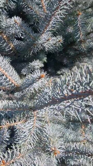 Подбор ели для наших клиентов. Выбираем лучший посадочный материал по хорошим ценам.
На видео голубая ель сорта Blue diamond высотой 3,4 метра.
#посадкаголубойели
#голубыееливалматы
#посадкакрупномероввалматы
#ЛандшафтАлматы
#ЛандшафтныйДизайнерАлматы
#ЛандшафтныйДизайнАлматы
#АлматыЛандшафт
#АлматыЛандшафтныйДизайн
#СадовникАлматы
#СадовникиАлматы
#АлматыСадовники
#АлматыСадовник
#КонсультацииПоУходуЗаСадом
#УходЗаСадомВАлматы
#УходЗаРастениямиВАлматы
#АлматыУходаСадом
#ГазонАлматы
#АлматыГазон
#АлматыПосадкаГазона
#укладкагазонавалматы
#посевгазонавалматы
#ОзеленениеАлматы
#АлматыОзеленение
#озеленениевАлматы
#автополиввАлматы
#автополивАлматы