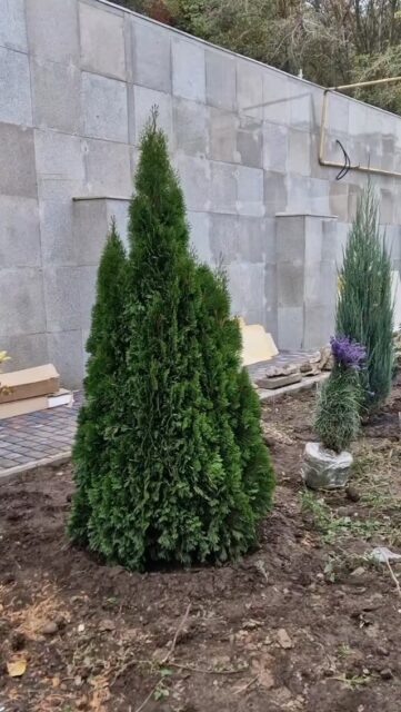 Рабочий процесс! Начали озеленение на новом объекте, по весне посеем газон и закончим все детали.
#ЛандшафтАлматы
#ЛандшафтныйДизайнерАлматы
#ЛандшафтныйДизайнАлматы
#АлматыЛандшафт
#АлматыЛандшафтныйДизайн
#СадовникАлматы
#СадовникиАлматы
#АлматыСадовники
#АлматыСадовник
#КонсультацииПоУходуЗаСадом
#УходЗаСадомВАлматы
#УходЗаРастениямиВАлматы
#АлматыУходаСадом
#ГазонАлматы
#АлматыГазон
#АлматыПосадкаГазона
#укладкагазонавалматы
#посевгазонавалматы
#ОзеленениеАлматы
#АлматыОзеленение
#озеленениевАлматы
#автополиввАлматы
#автополивАлматы