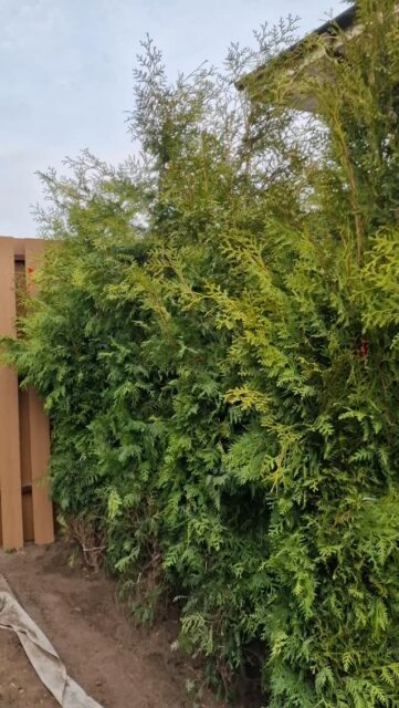 Посадка живой изгороди из туи брабант высотой 2.5 метра.
Туя Брабант - хорошее решение для сплошной стены из хвойных. Мягкая хвоя, легко поддается любой стрижке. Подходит для разных участков.
Но помните - туя любит влагу!
#ЛандшафтАлматы
#ЛандшафтныйДизайнерАлматы
#ЛандшафтныйДизайнАлматы
#АлматыЛандшафт
#АлматыЛандшафтныйДизайн
СадовникАлматы
СадовникиАлматы
АлматыСадовники
АлматыСадовник
КонсультацииПоУходуЗаСадом
УходЗаСадомВАлматы
УходЗаРастениямиВАлматы
АлматыУходаСадом
ГазонАлматы
АлматыГазон
АлматыПосадкаГазона
укладкагазонавалматы
посевгазонавалматы
ОзеленениеАлматы
АлматыОзеленение
озеленениевАлматы
автополиввАлматы
автополивАлматы